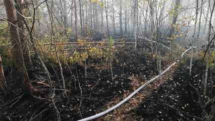 В Минлесхозе рассказали, почему загорелось самое известное в Беларуси болото в Ельне
