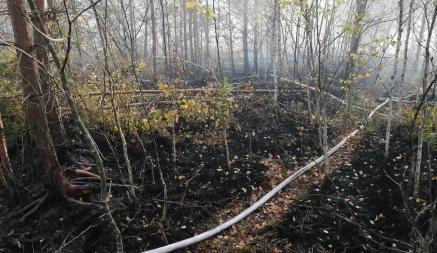 В Минлесхозе рассказали, почему загорелось самое известное в Беларуси болото в Ельне