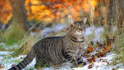 По всей Беларуси ввели оранжевый уровень опасности. К чему готовиться 17-19 октября?