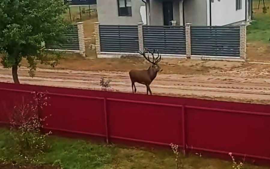 "Присматривает себе дачу" — В деревне Минской области оленя заметили прямо на улице