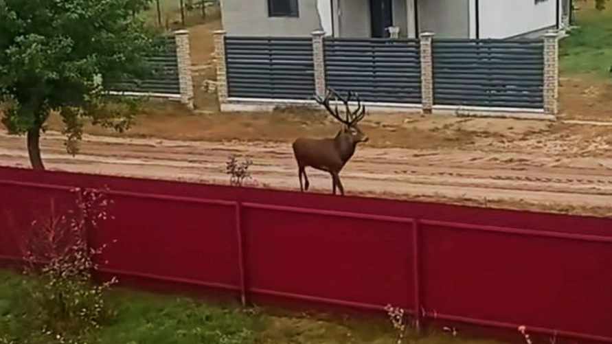 "Присматривает себе дачу" — В деревне Минской области оленя заметили прямо на улице