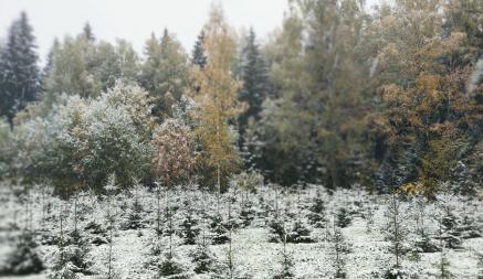 «А-а-фигенный снег пошел» – Белорусы поделились кадрами октябрьского снегопада