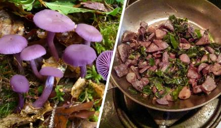 Этот кислотно-фиолетовый гриб появился в белорусских лесах. А есть такую рядовку можно?