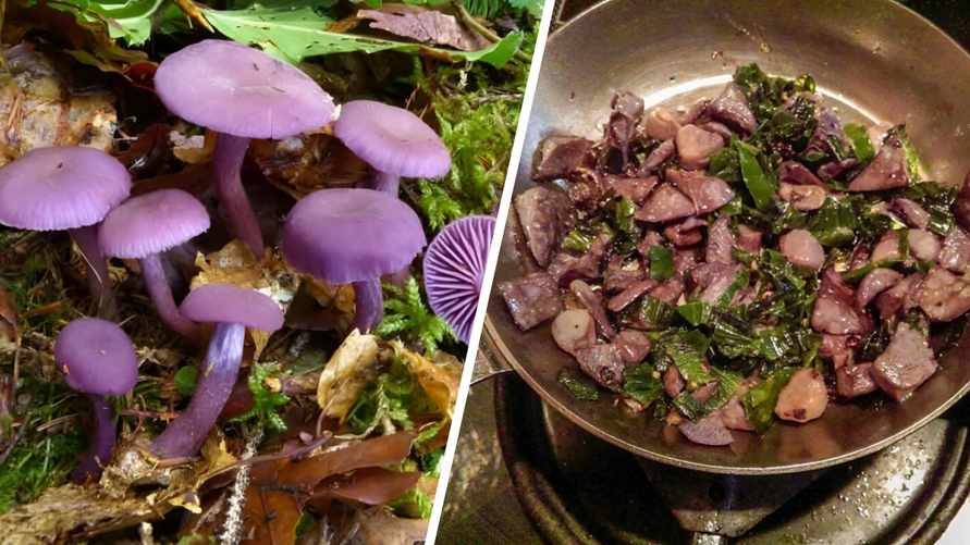 Этот кислотно-фиолетовый гриб появился в белорусских лесах. А есть такую рядовку можно?