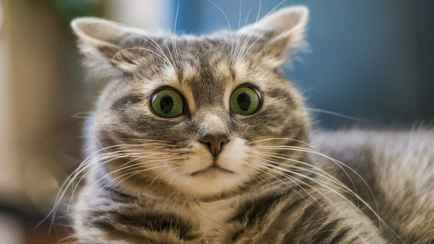 «Ущерб наносят огромнейший» — Чиновники рассказали, зачем хотят чипировать всех домашних котов и собак в Беларуси