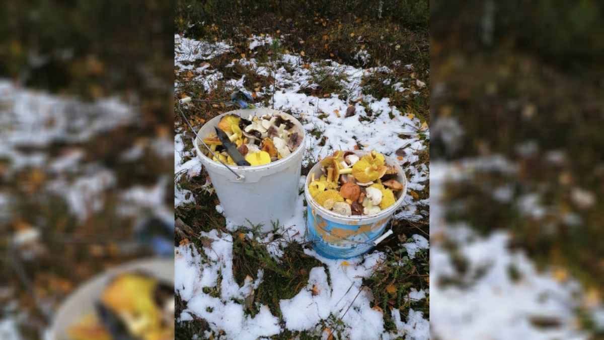 «Он был грибной» - Белорусы показали, какие грибы «не могут успокоиться» несмотря на первый снег