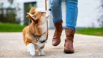 Совмин предложил запретить некоторым белорусам выгуливать собак. Кого коснется?