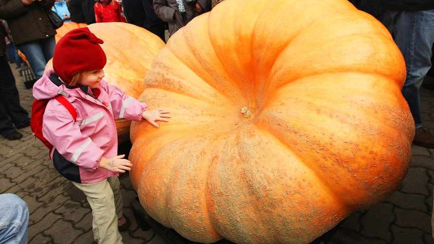 Как выбрать спелую и вкусную тыкву? Нужно сделать одно движение