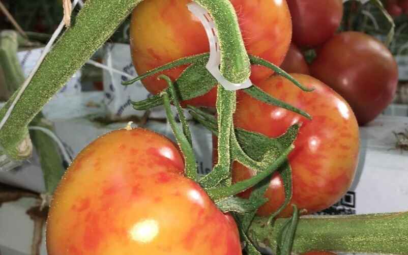 Так выглядит томат, зараженный вирусом мозаики пепино