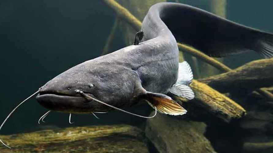 Фото: Госинспекция охраны животного и растительного мира