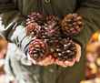Зачем белорусам раскладывать сосновые шишки по всему дому? Нашли 2 полезные причины