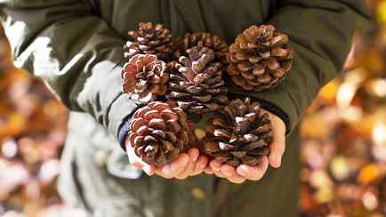 Зачем белорусам раскладывать сосновые шишки по всему дому? Нашли 2 полезные причины