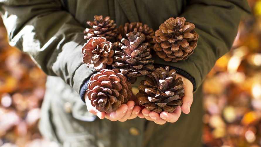 Зачем белорусам раскладывать сосновые шишки по всему дому? Нашли 2 полезные причины