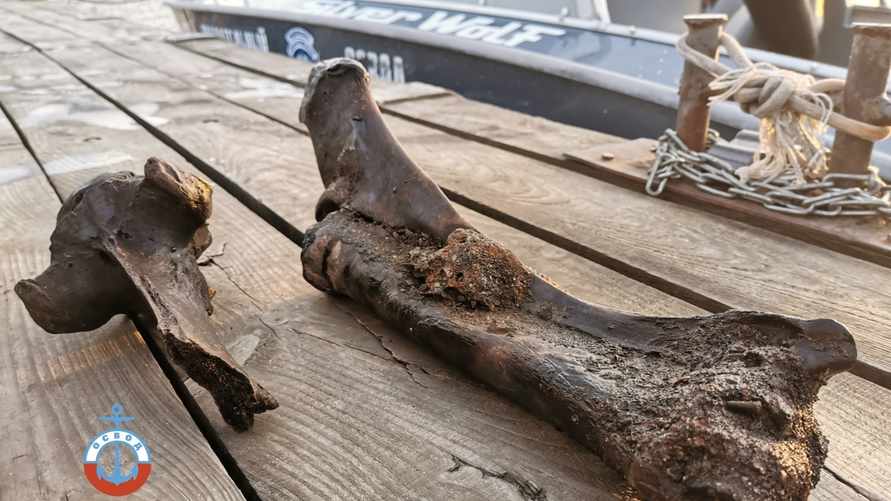 В Гомеле водолазы снова нашли останки древнего животного. На этот раз не мамонта