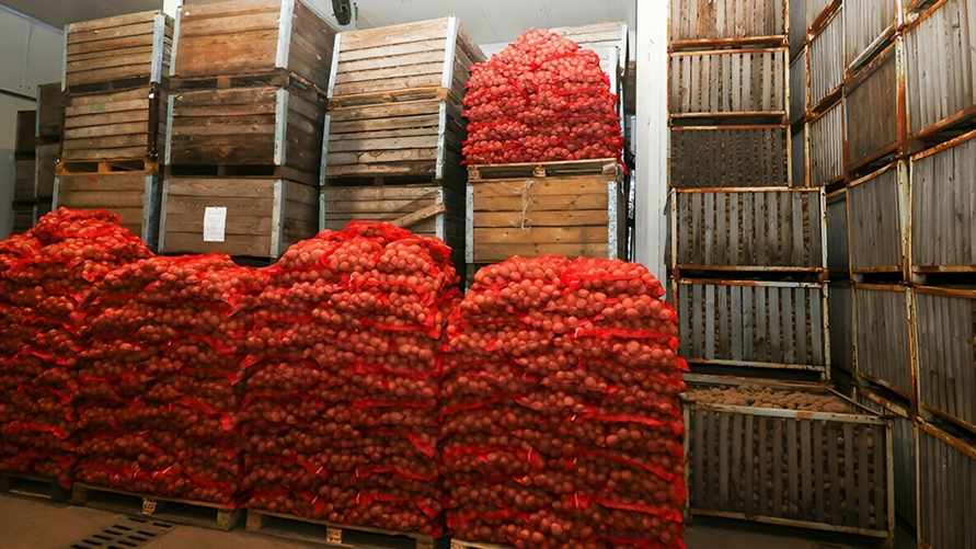 В МАРТ рассказали, почему заложили часть белорусского урожая в хранилища, не прошедшие аттестацию