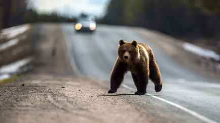 Шуневич предложил отстреливать медведей в Беларуси там, где «они мешают жить»