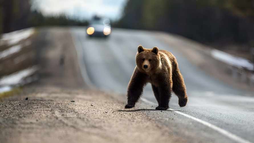 Шуневич предложил отстреливать медведей в Беларуси там, где "они мешают жить"