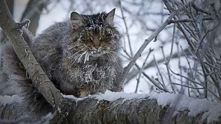 До -12°С. Синоптики рассказали, когда в Беларуси «вдарят первые ощутимые морозцы»