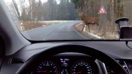 На трассе под Гомелем построили интеллектуальный наземный переход для животных. Как это работает?