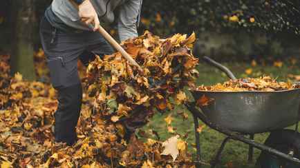 Что будет с садом и огородом, если не сгребать листья осенью? Нашли лучший способ, чем сжигать