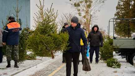 От 7 рублей — В МАРТ озвучили цены на живые ёлки и пообещали усилить контроль за новогодними товарами
