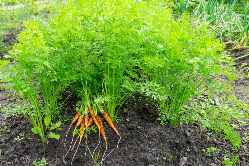 Что белорусам посадить на огороде под зиму? Урожай этих 11 овощей и зелени можно получить уже в мае