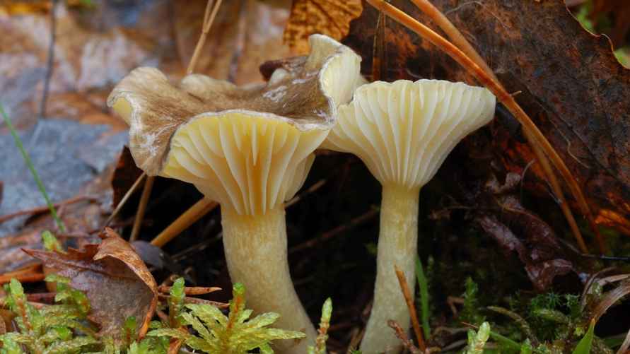 Фото: pagan-cancan.by