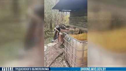 ОМОН ликвидировал под Гродно «очаг элитного самогона». Это что такое? И какой штраф?