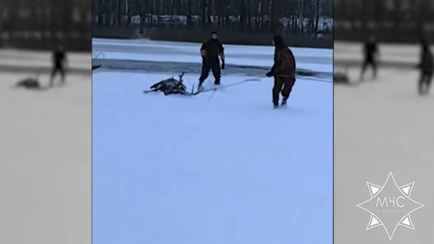 «Немного полежал, а потом убежал» — Спасатели на Могилевщине помогли оленю и помешали волкам