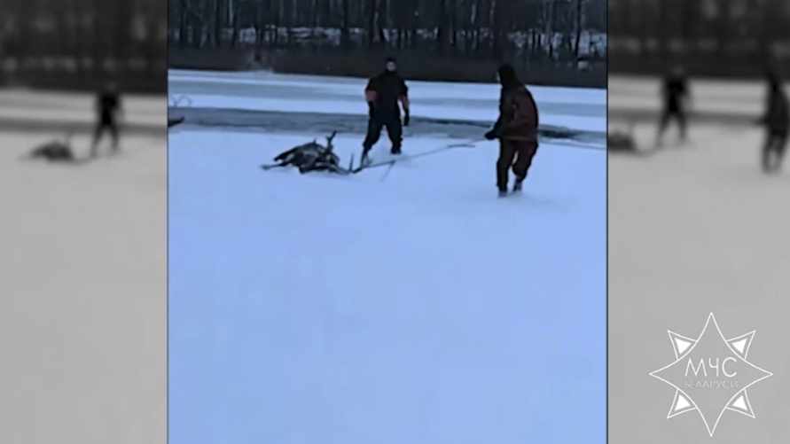 "Немного полежал, а потом убежал" - Спасатели на Могилевщине помогли оленю и помешали волкам