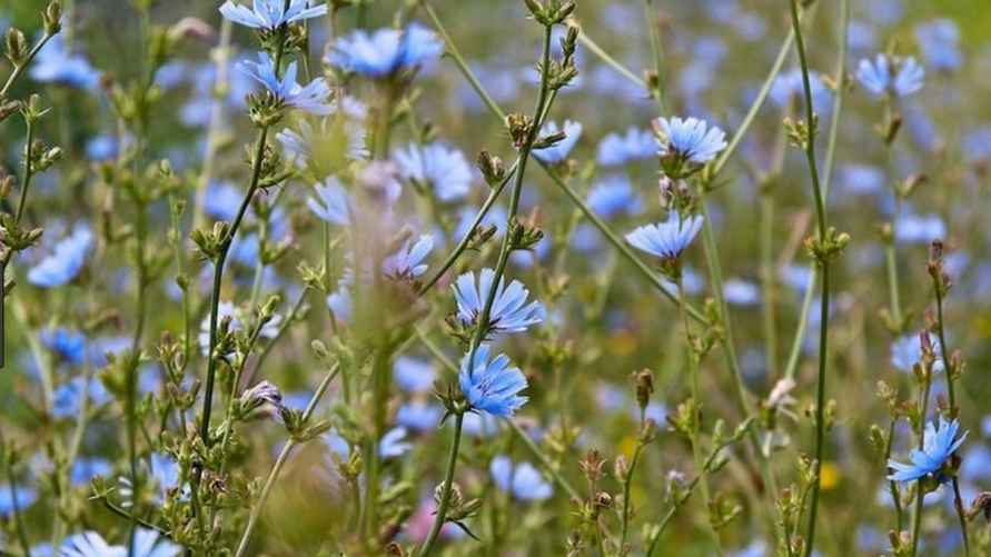 Так выглядит растение цикорий