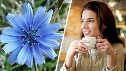 Корни этих цветов советуют пить вместо кофе. Чем полезен цикорий и как правильно заваривать напиток?
