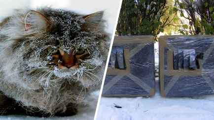 Как самим построить на зиму домик для уличных кошек? Нашли простую инструкцию