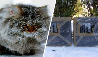 Как самим построить на зиму домик для уличных кошек? Нашли простую инструкцию
