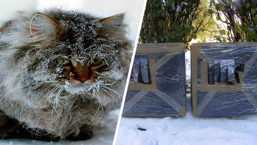 Как самим построить на зиму домик для уличных кошек? Нашли простую инструкцию