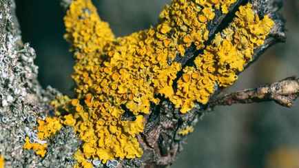 Что будет с деревьями в саду, если не избавиться от этих наростов? Эксперты посоветовали нанести один раствор