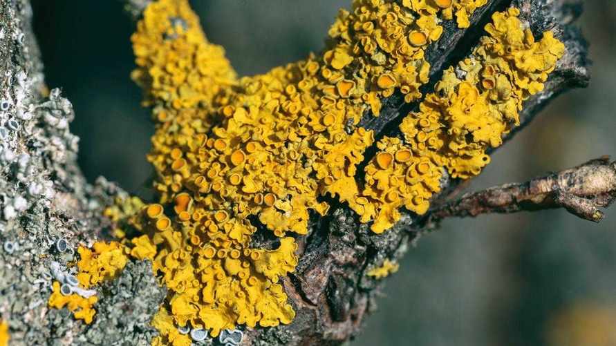 Что будет с деревьями в саду, если не избавиться от этих наростов? Эксперты посоветовали нанести один раствор