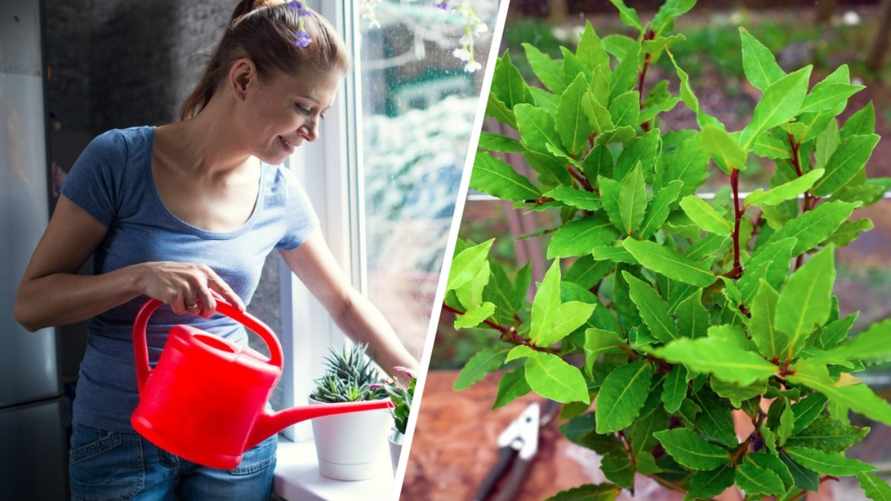 Как вырастить лавровый лист дома? Эти нехитрые способы обеспечат вас свежей приправой с подоконника