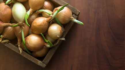 Можно ли есть проросший лук? Вот когда он точно будет токсичным