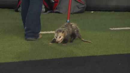 В Сети завирусилось видео с опоссумом на футбольном поле. Почему стал звездой?