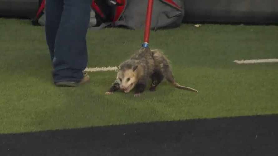 В Сети завирусилось видео с опоссумом на футбольном поле. Почему стал звездой?