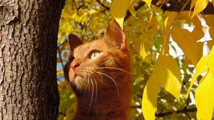 «Тепло просело, но выше нормы» — Синоптики рассказали, ждать ли белорусам «зимних процессов» 6-12 ноября