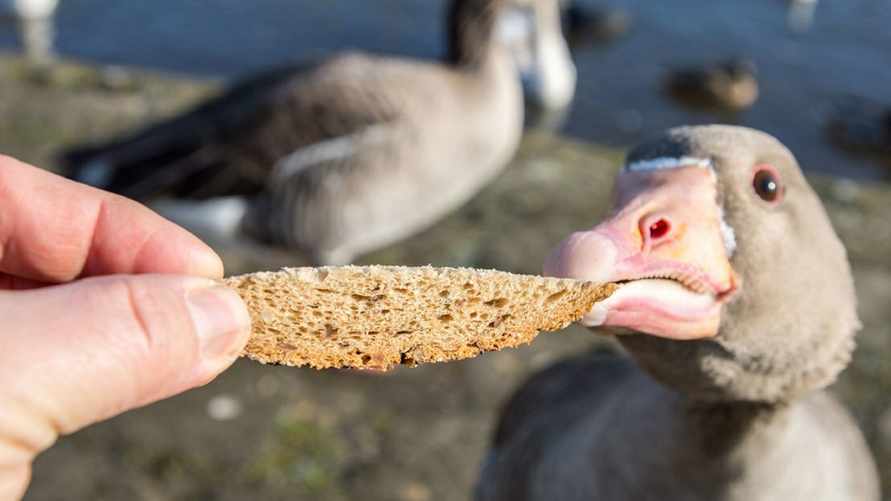Хлеб называют "убийцей птиц". А чем и когда кормить пернатых — читайте в нашем материале