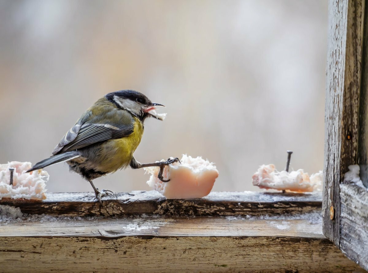 Чем кормить птиц в кормушках и на водоемах? Вот за какую "человеческую" еду они точно не скажут спасибо