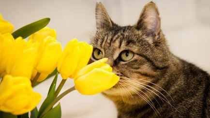 Как вырастить дома тюльпаны в горшке? Сделайте так — и цветы могут появиться уже к 8 марта