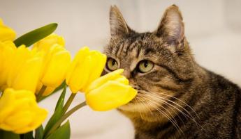 Как вырастить дома тюльпаны в горшке? Сделайте так — и цветы могут появиться уже к 8 марта