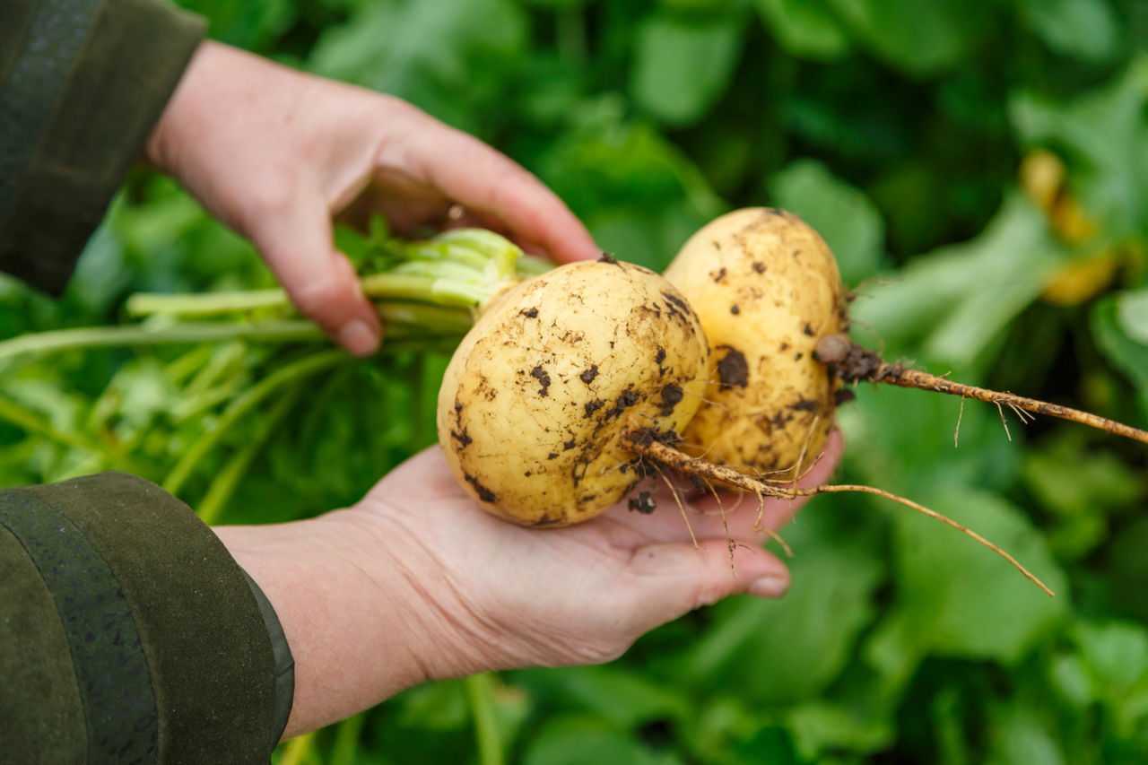 Чем белорусам заменить картошку? Эти овощи и фрукты посоветовала ВОЗ. Как отмерить нужную дозу ладонями?