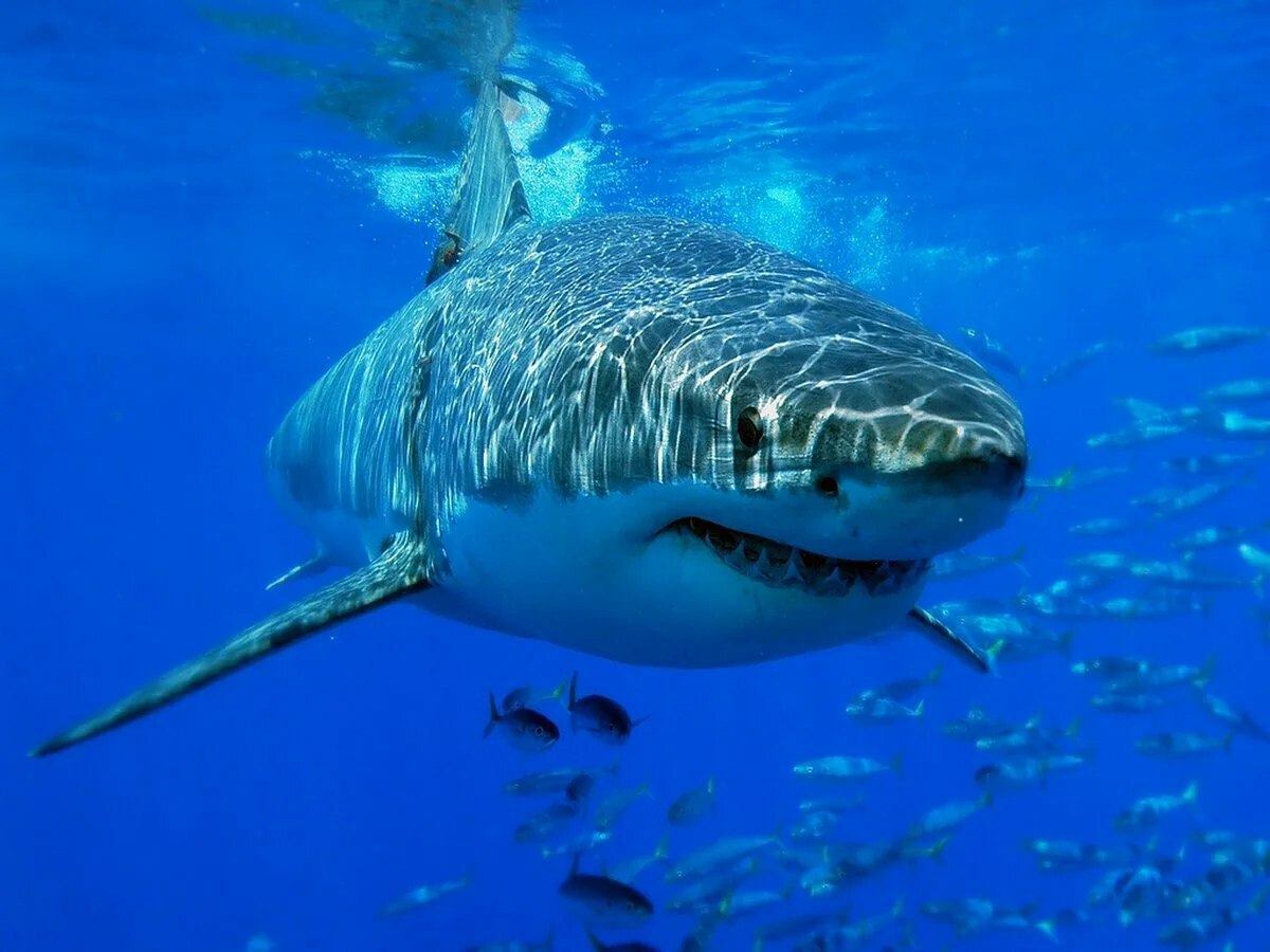Стейк голубой акулы
