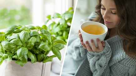 Эту «царскую траву» советуют заваривать вместо чая. Чем полезен базилик и как вырастить его дома?