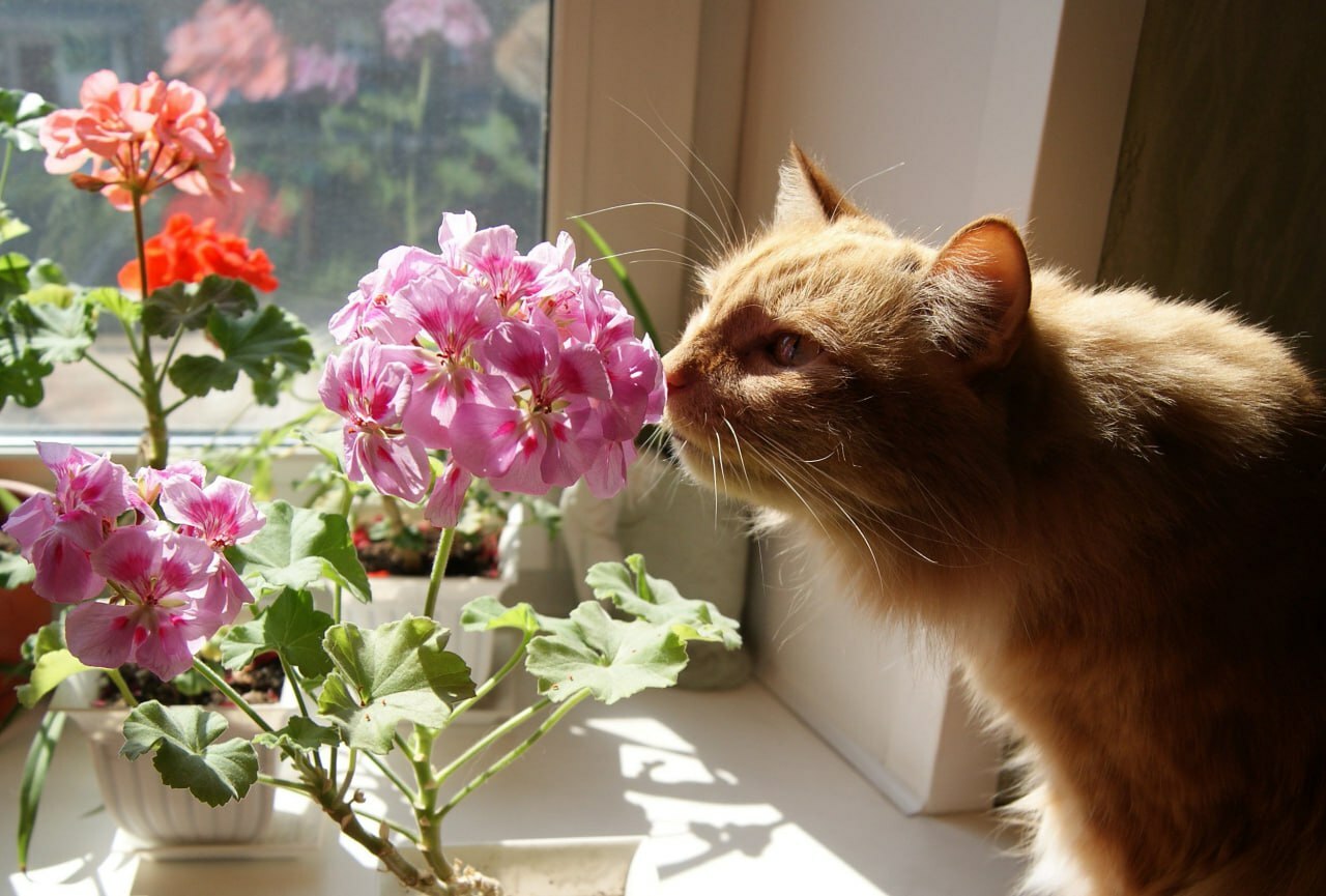 Эти 11 домашних растений – «убийцы» котов. Узнали, чем их заменить
